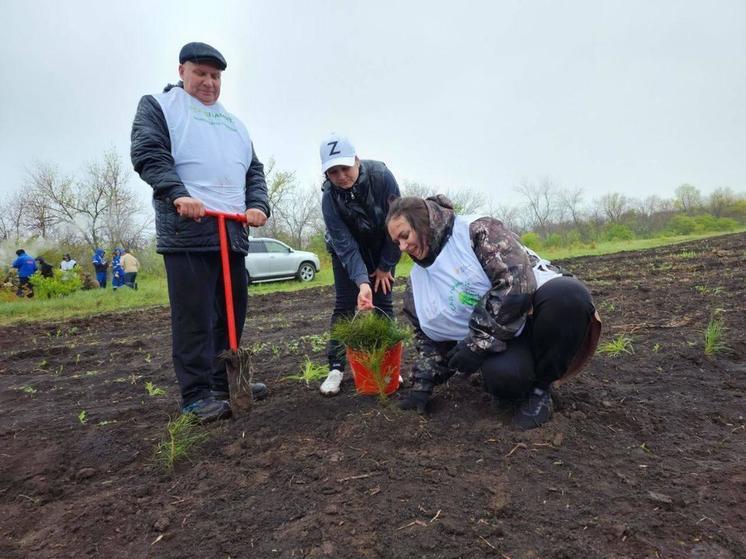 В Оренбуржье восстанавливают леса