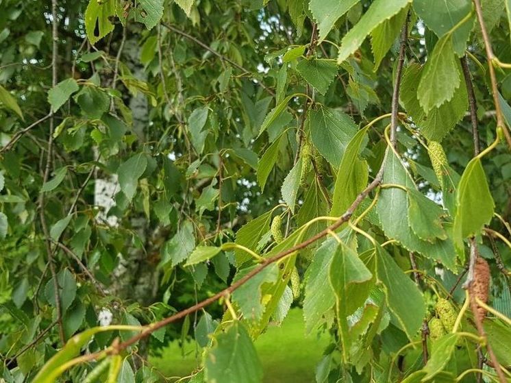 4-ый класс пожарной опасности ожидается в четырех лесничествах