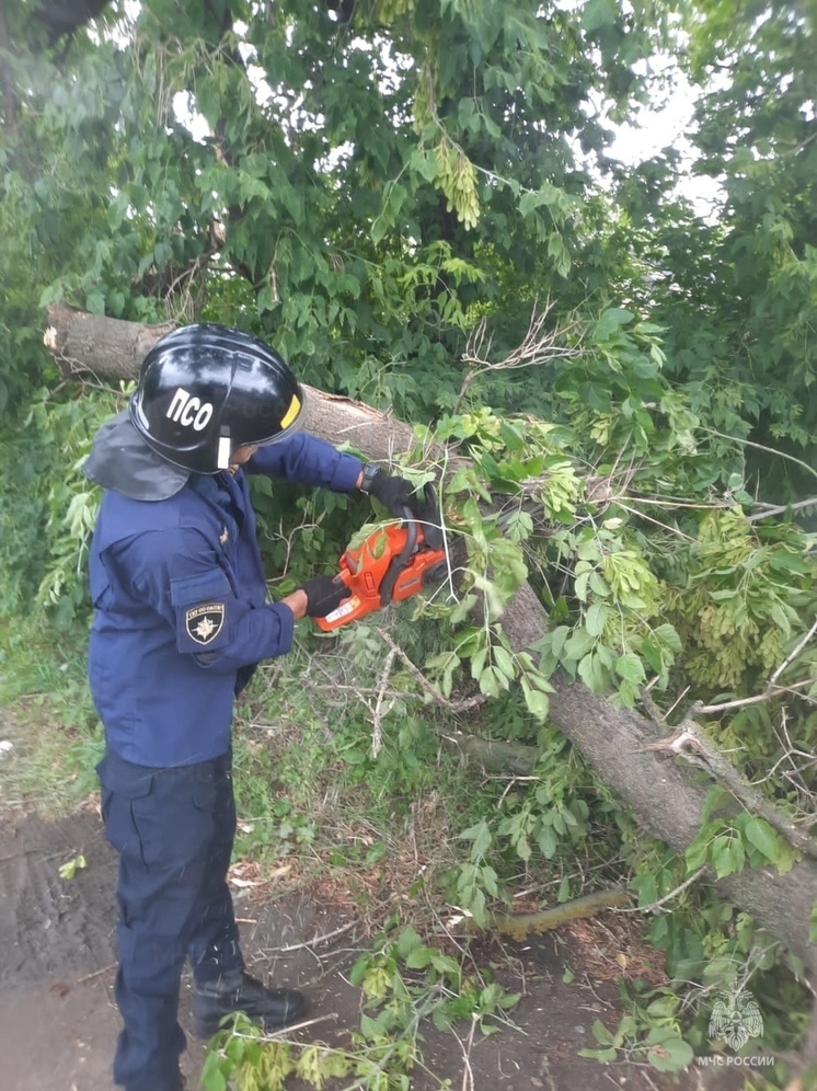 В Орле деревья завалились на забор и дорогу