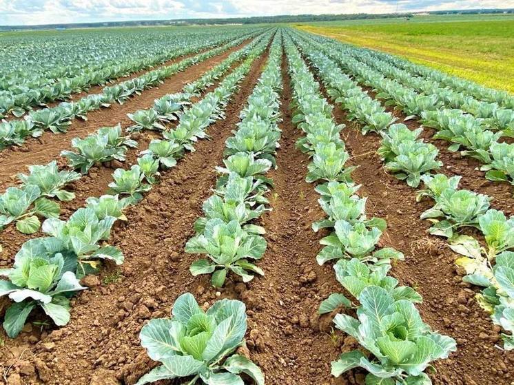 Развивать семейные фермы в Подмосковье можно с помощью грантов