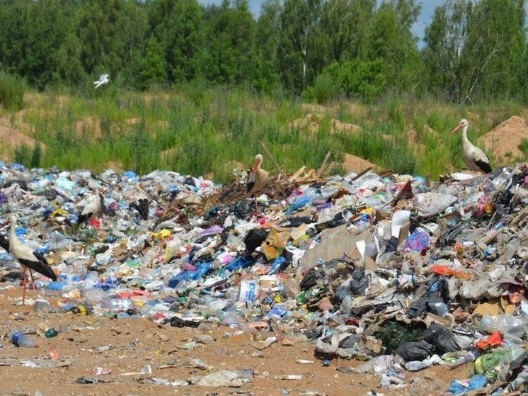 Незаконная свалка образовалась на полигоне у деревни Большая Пожня