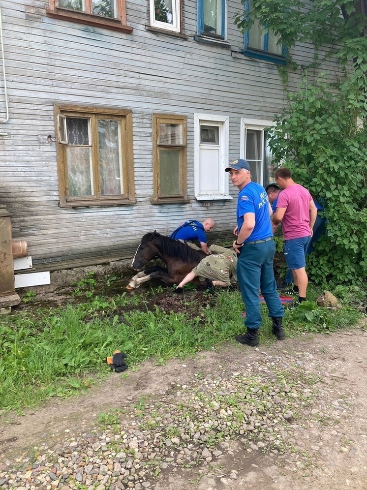 В Тверской области лошадь на самовыгуле застряла в канализационном люке