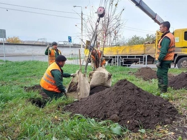 В Красноярске проведут озеленение города за 98 млн рублей