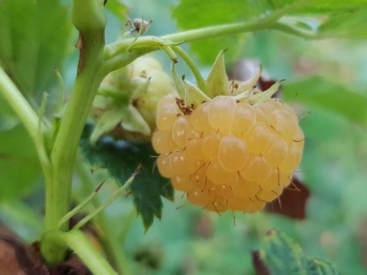 Сегодня в Подмосковье будет заключительный день 30-градусного зноя