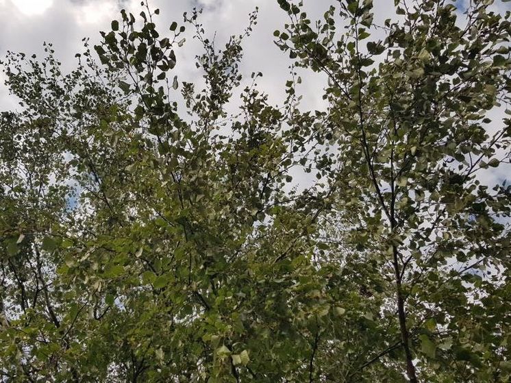 3-ий класс пожарной опасности сохранится еще в течение 2 дней