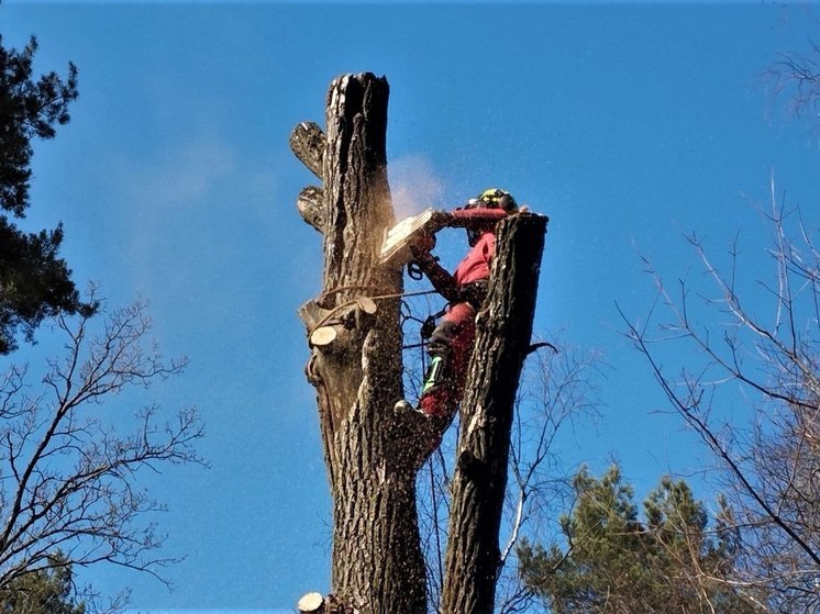 Более 3 тысяч аварийных деревьев спилили в лесах Подмосковья