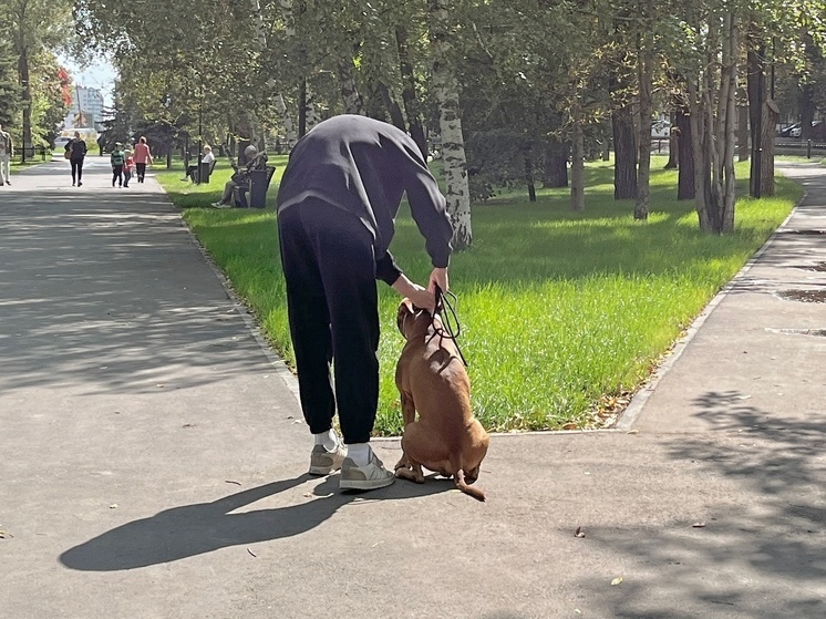 В Саратовской области вводят наказание для недобросовестных хозяев собак