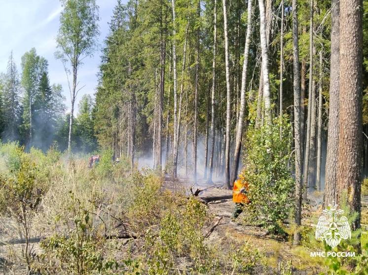 В Тверской области загорелась лесная подстилка
