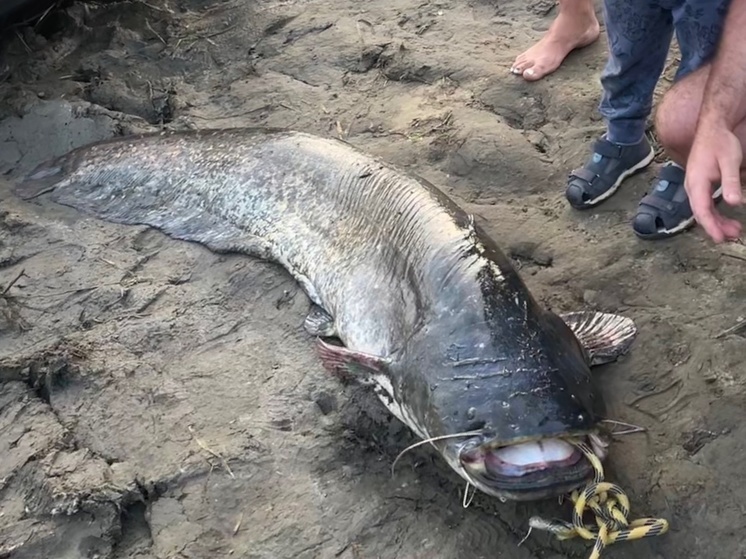 На Оке в Рязанской области поймали огромного сома