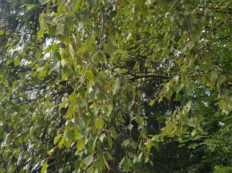 3-ий класс пожарной опасности продолжает действовать в Подмосковье