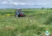 В Шадринском муниципальном округе в рамках оперативно-профилактической операции «Мак-2024» уничтожили дикорастущее наркосодержащее растение коноплю