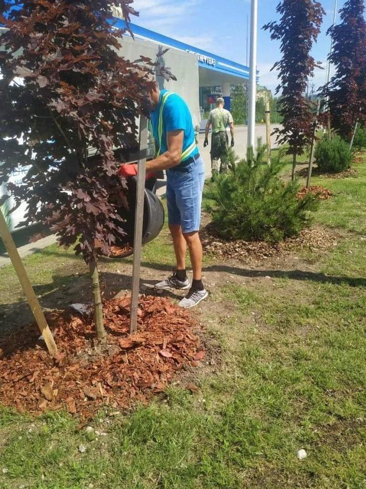 Калининградские озеленители показали, как оберегают деревья от жары