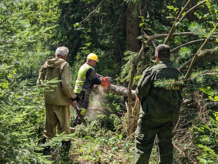 Последствия урагана «Эдгар» ликвидируют в Одинцовском округе