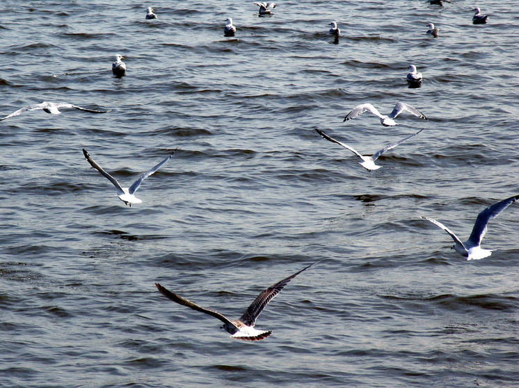 Жители Клина жалуются на чаек, которые не дают им покоя