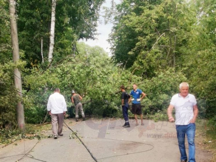 В Курске посетители «Новой Боевки» попали в ловушку из-за рухнувшего дерева