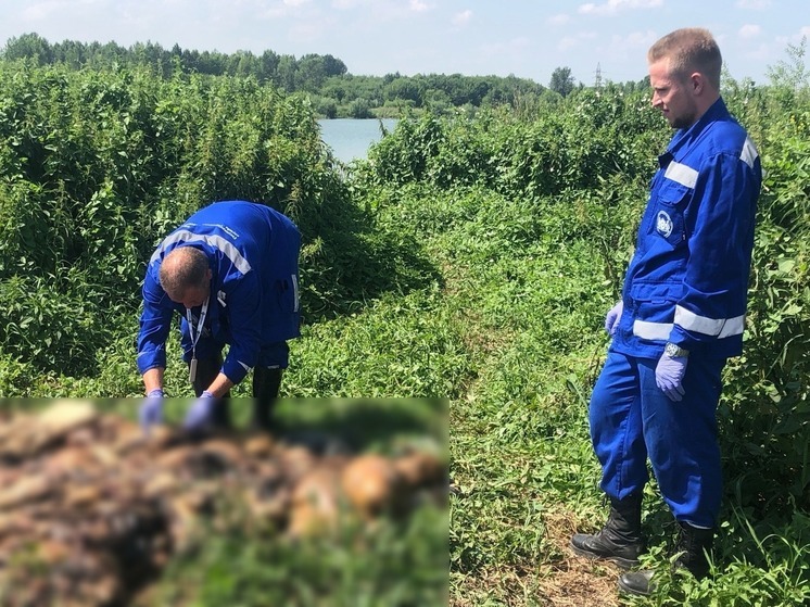 В Новосибирске с берега озера убрали горы бараньих останков