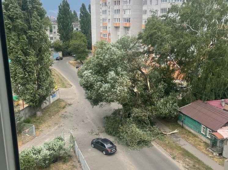 В Курске песчаная буря повалила несколько деревьев