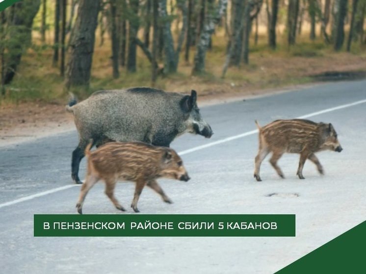 В Пензенском районе легковушка сбила пять кабанов