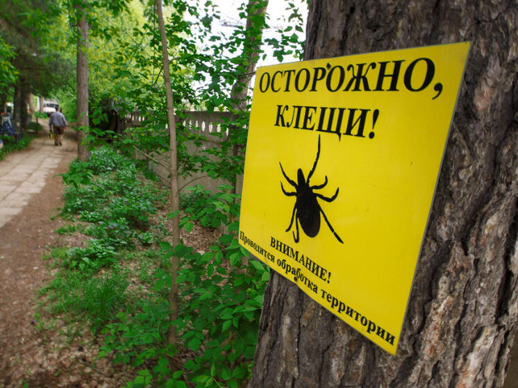 Активность клещей в кировских лесах снизилась за неделю в полтора раза