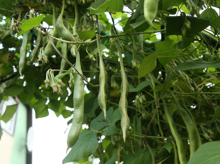 Эксперт рассказал дачникам, что можно сажать в конце июля