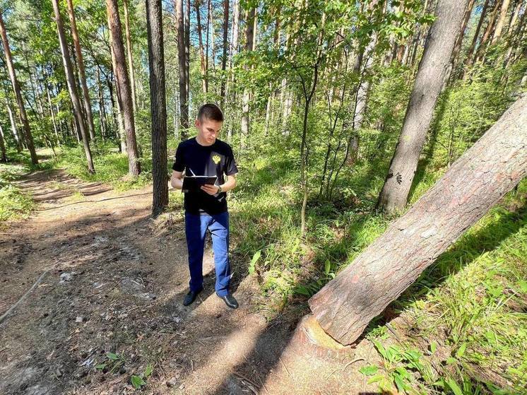 В Шумерлинском округе незаконно срубили две сосны. Возбуждено уголовное дело