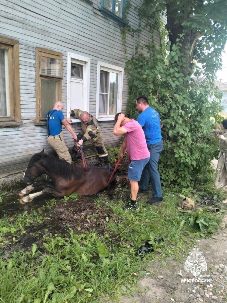 В Тверской области спасатели помогли лошади, застрявшей в канализационном люке