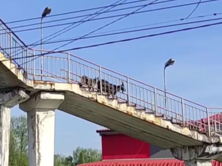 В Ногинске две козы переходили ж/д пути по надземному мосту