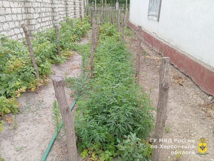 В деревне под Скадовском обнаружили плантацию конопли