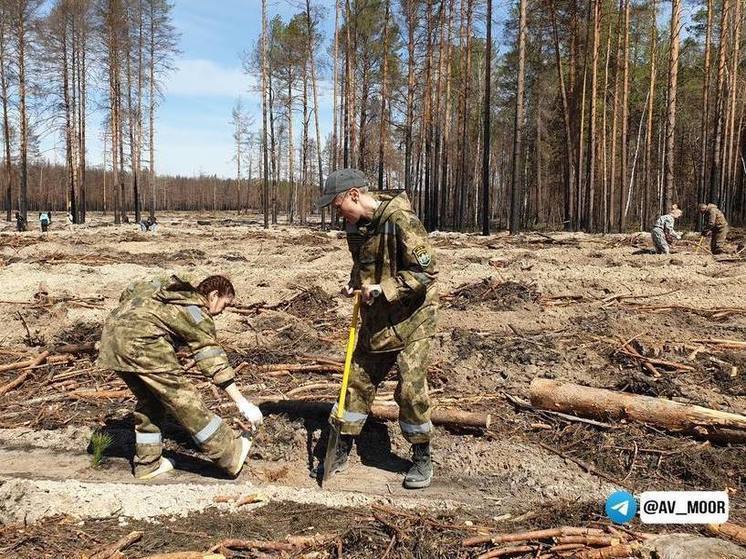 В этом году в Тюменской области восстановят лес на площади 9,2 тысячи гектаров