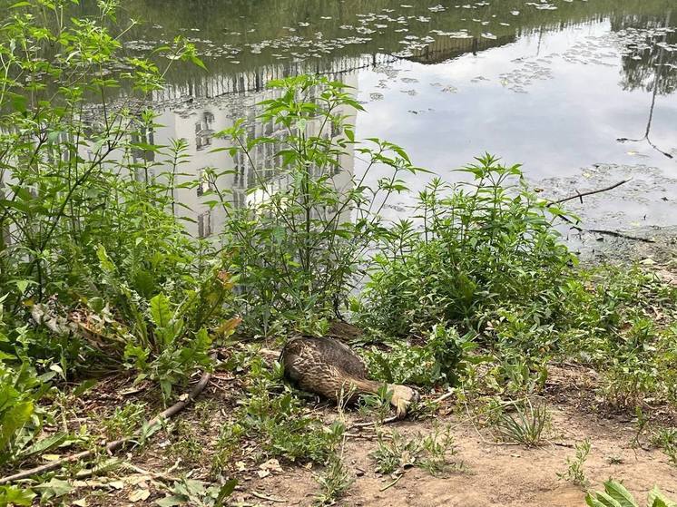 Мертвых уток обнаружили в нижегородской реке Борзовке