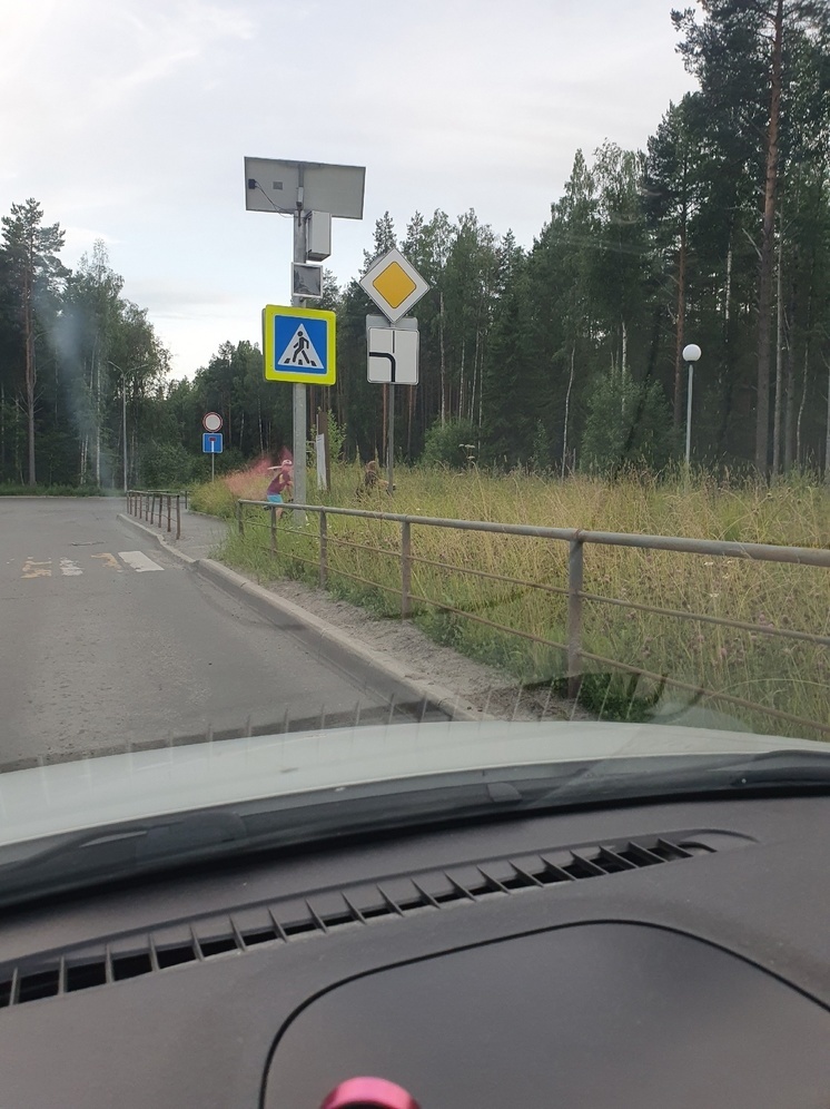 Трава высотой с человека скрывает пешеходов у дороги в Петрозаводске