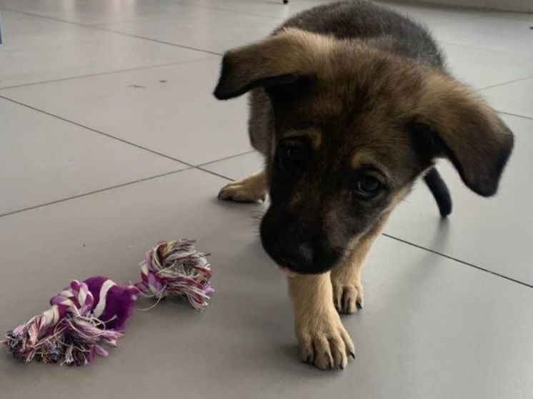 В Подольске неадекватная женщина выкинула собаку с балкона