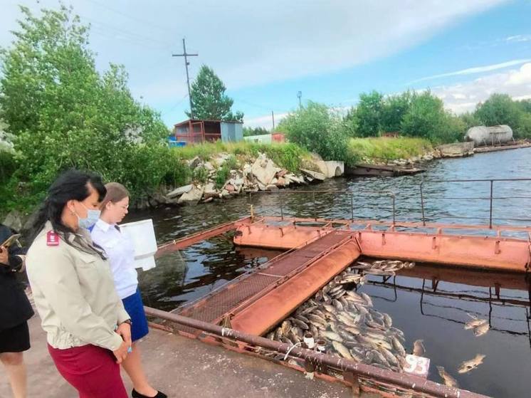 Прокуратура Югры проверит информацию о гибели рыбы в Сургутском водохранилище