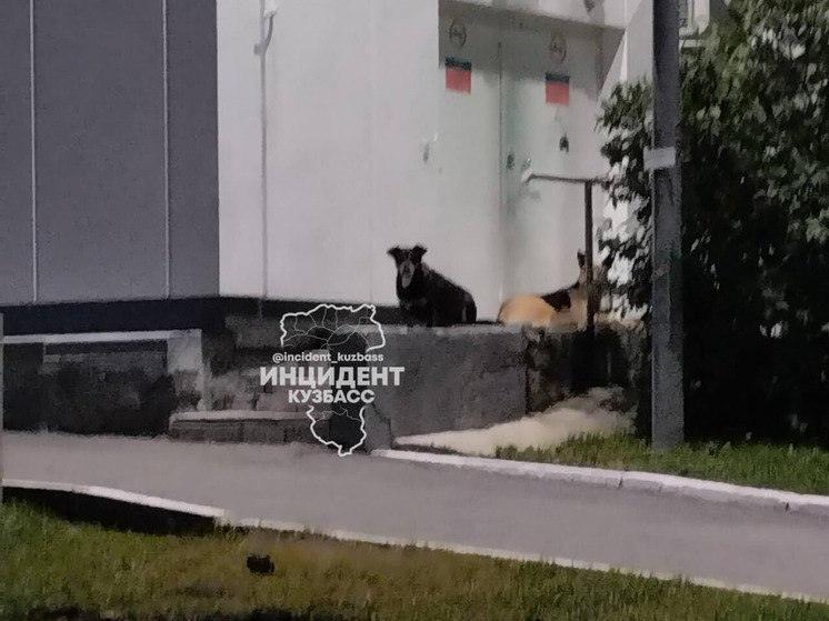 Кемеровчане пожаловались на бездомных собак