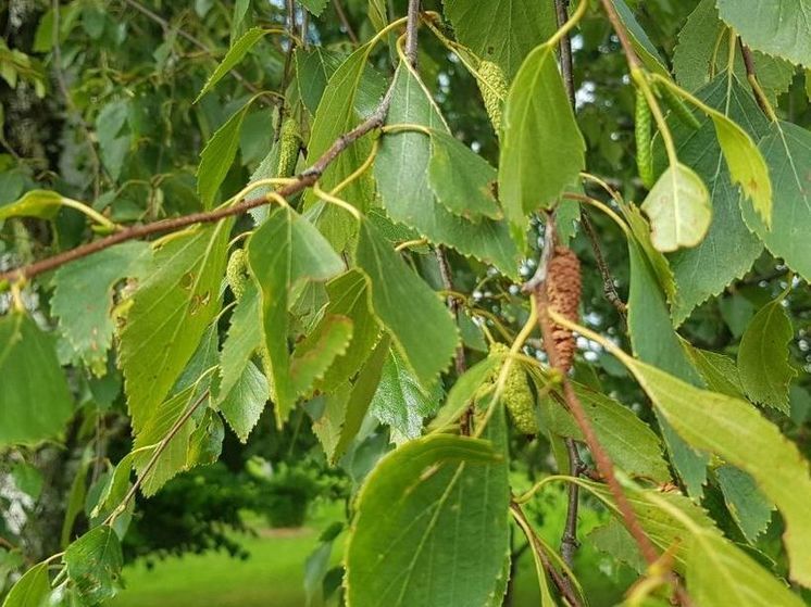 В 2 лесничествах Подмосковья ожидается 4-ый класс пожарной опасности