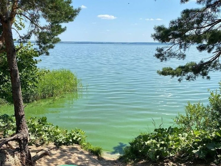 Пензенцам рассказали, почему позеленело Сурское водохранилище