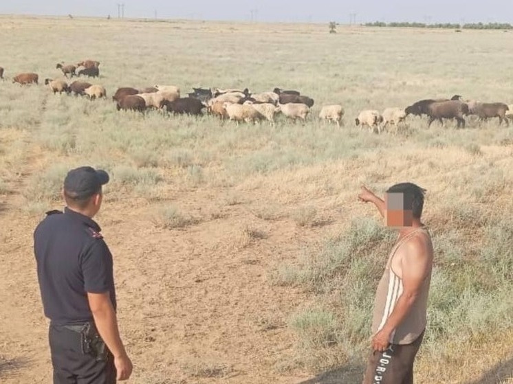 Жителя Калмыкии подозревают в краже овец