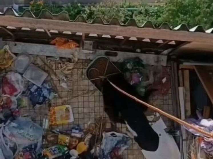 Запертые в квартире животные начали выпрыгивать с балкона в Лобне