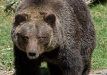 72-летний житель американского штата Монтана подвергся нападению медведицы гризли, когда в минувшую пятницу отправился в лес собирать чернику, недалеко от города Монтана-Сити