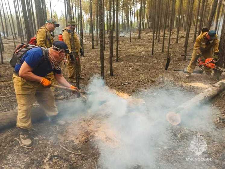 Более чем на 200 тыс гектаров сократилась площадь лесных пожаров