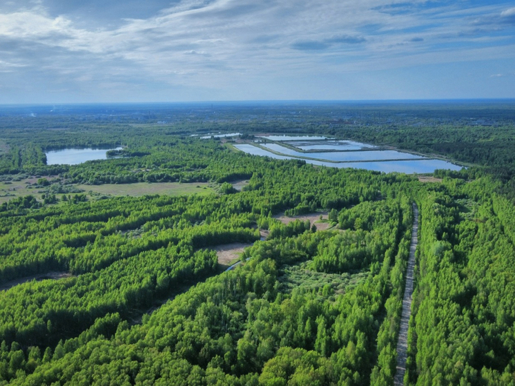 Нижегородская область в тройке лидеров по лесному хозяйству