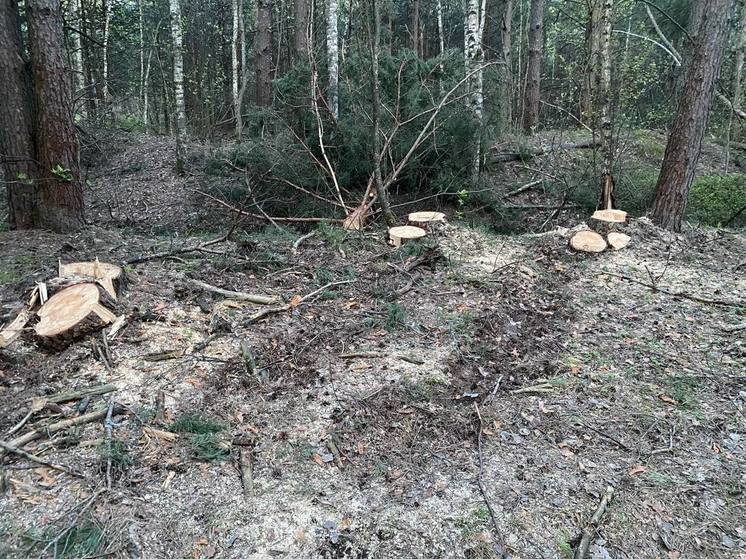 В Подмосковье выявили свыше 4100 нарушений лесного законодательства