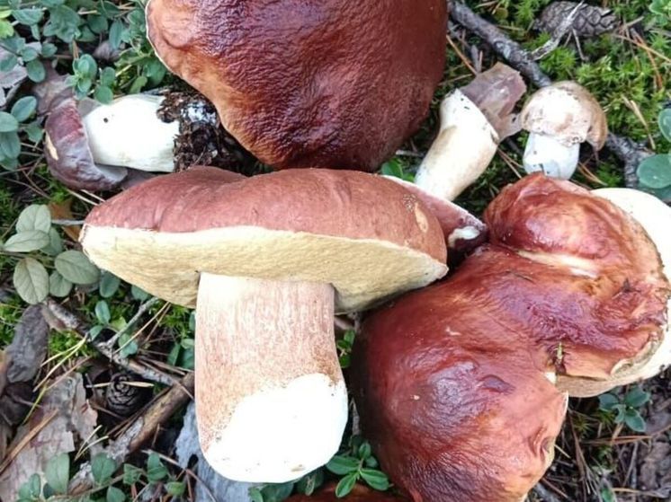 Грибникам напомнили, о чем нужно знать перед походом в лес