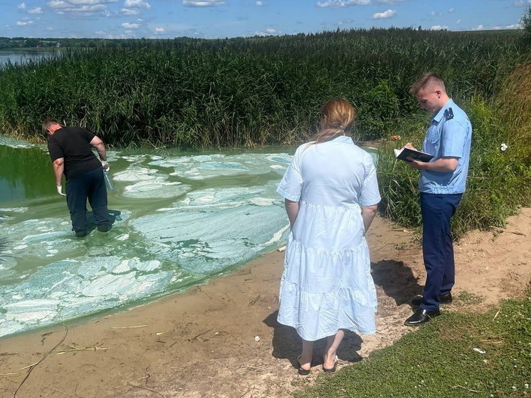 Курскую прокуратуру заинтересовал позеленевший пруд в селе Игино