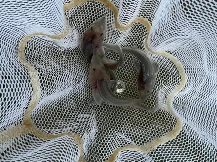 В Амур за полгода выпустили больше 600 тысяч мальков осетра в Хабаровском крае