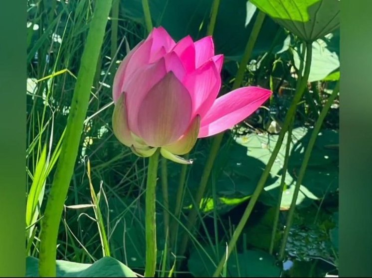 Краснокнижные лотосы оказались под угрозой уничтожения в Приамурье