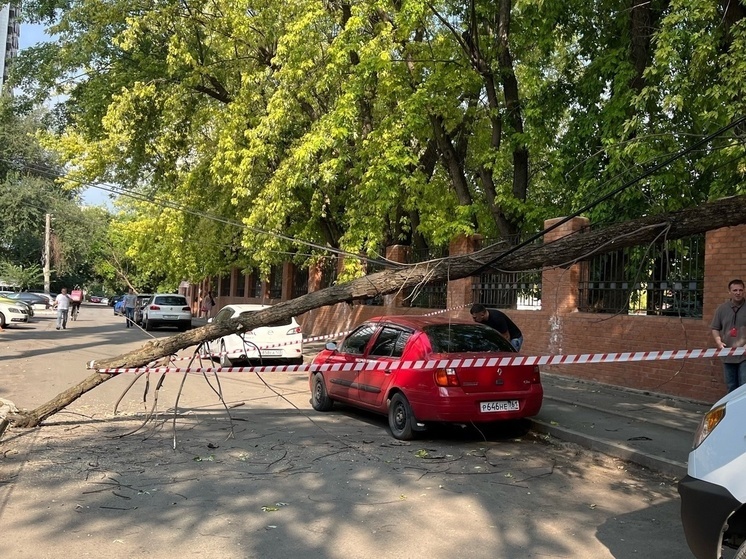 В центре Ростова ствол дерева упал на электропровода