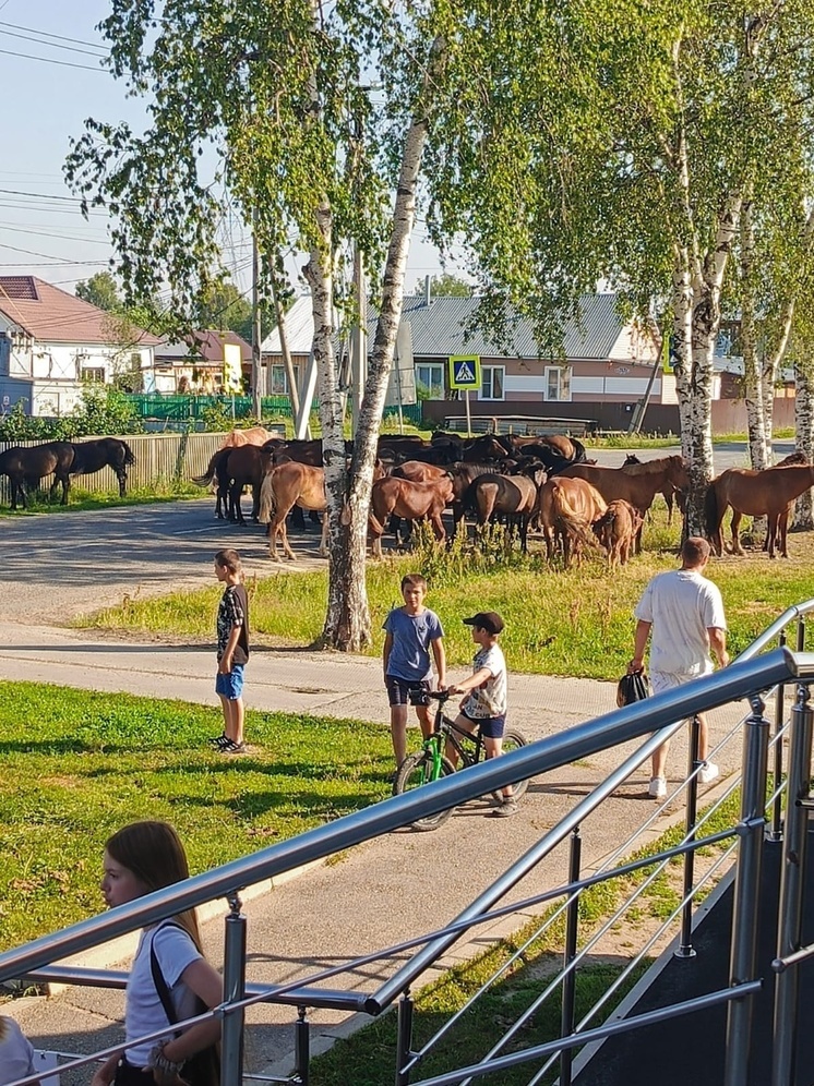 Коровы получили травмы на самовыгуле в Томской области