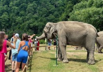 Летом в Сочи отдохнет более четырех миллионов человек и два слона