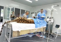 Молодой амурский тигр, отловленный специалистами охотнадзора в селе Беневское Лазовского района, успешно перенес первую операцию – ему прочистили гнойные раны, образовавшиеся на челюсти
